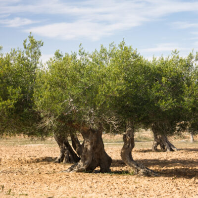 Tunisian Olive Oil, Case of 24 100mL Bottles