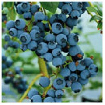 Blueberry Balsamic, 10L Bucket