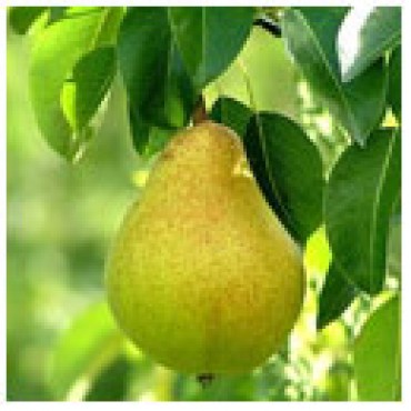 Pear Balsamic, 10L Bucket